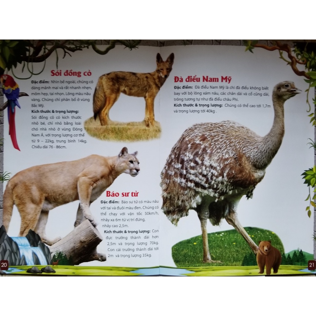 Sách- Khám Phá Động Vật 5 Châu- Châu Mỹ