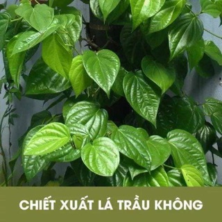 Dung dịch vệ sinh trầu không