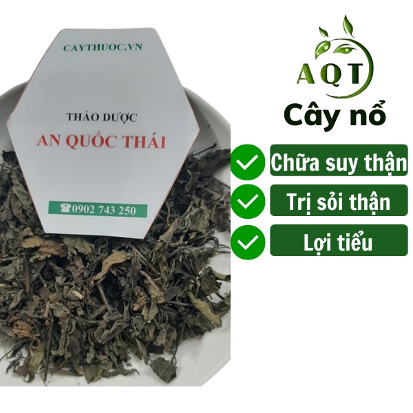 Cây Nổ Khô 1KG  Hỗ Trợ Suy Thận, Thận Hư
