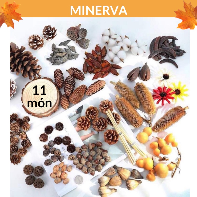 SET 11 Món Đồ khô - Quả khô phụ kiện chụp ảnh trang trí sản phẩm decor phông nền