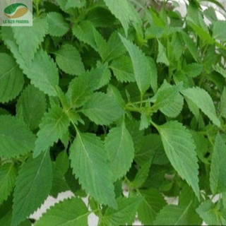 GIỐNG RAU KINH GIỚI