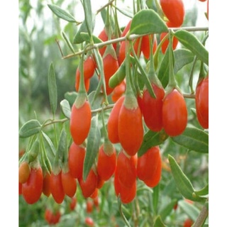 Hạt giống Câu kỳ tử - Gói lớn nhiều hạt, Tặng gói kích nảy mầm