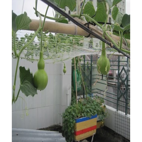 Hạt giống bầu hồ lô cao sản F1 - 1 gói 10 hạt - tặng kèm 3 viên nén ươm hạt - DC