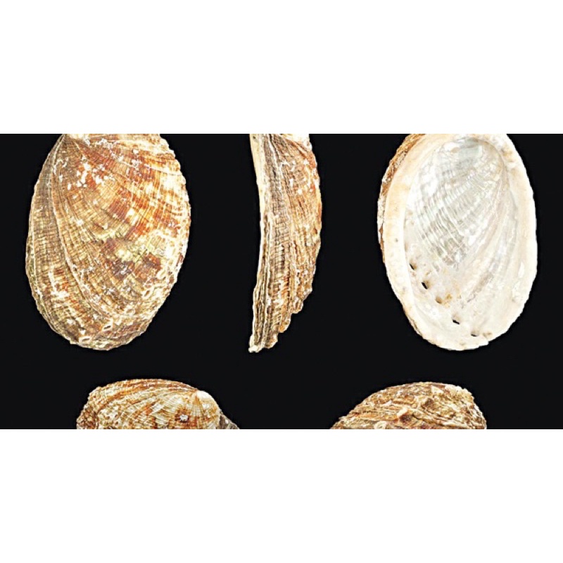 VỎ BÀO NGƯ THÔ 100 gram