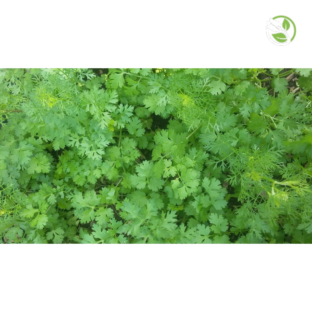 Hạt giống Ngò Bạc Liêu Phú Nông- Gói 20g - Coriander Bac Lieu