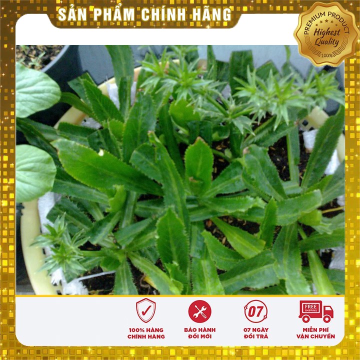 Hạt Giống Ngò Gai (Mùi tàu) 2gr [Bán Sỉ]