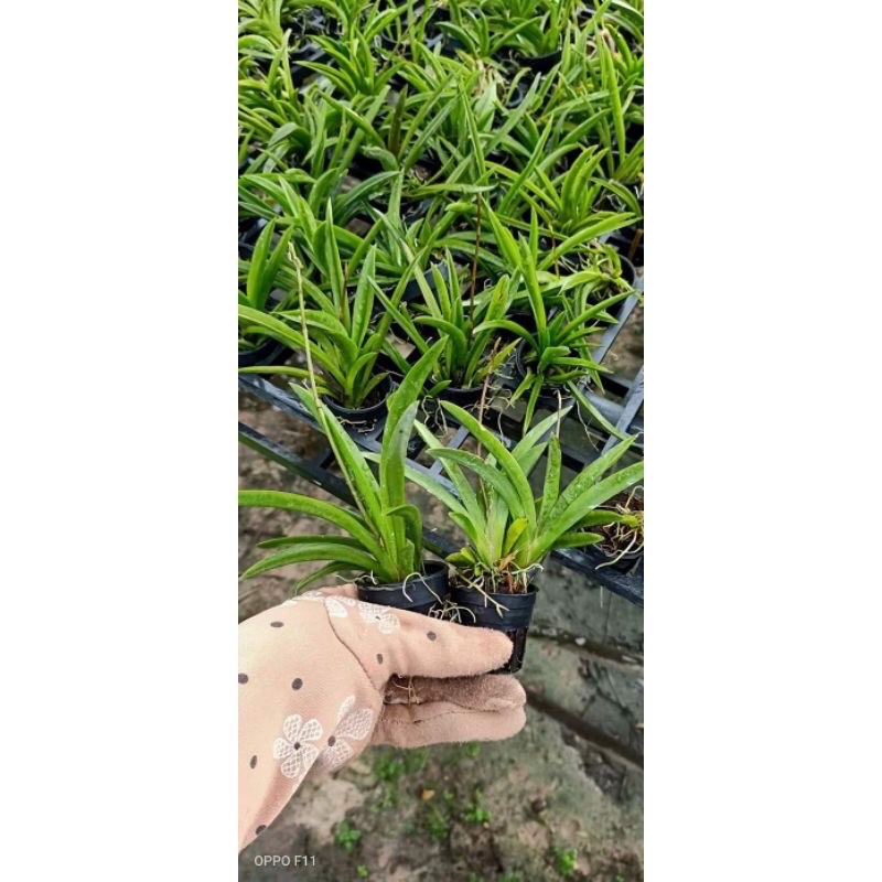 Hoa Lan Vũ Nữ bút chì sỉ 2.5k