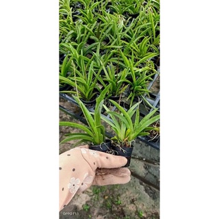 Hoa Lan Vũ Nữ bút chì sỉ 2.5k( set 10 cây )