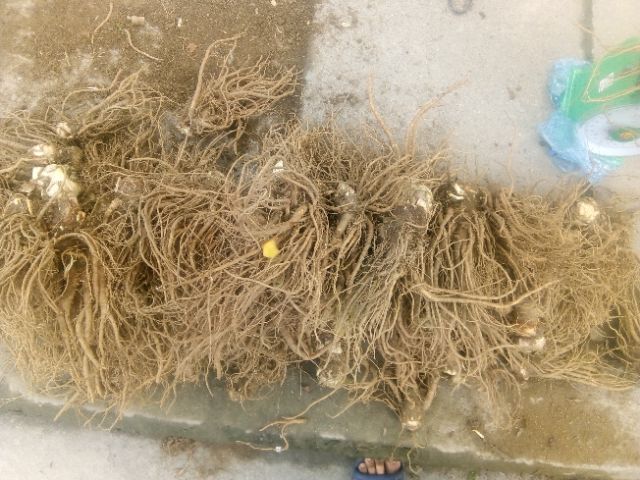 Sâm đương quy tươi 1kg