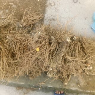 Sâm đương quy tươi 1kg