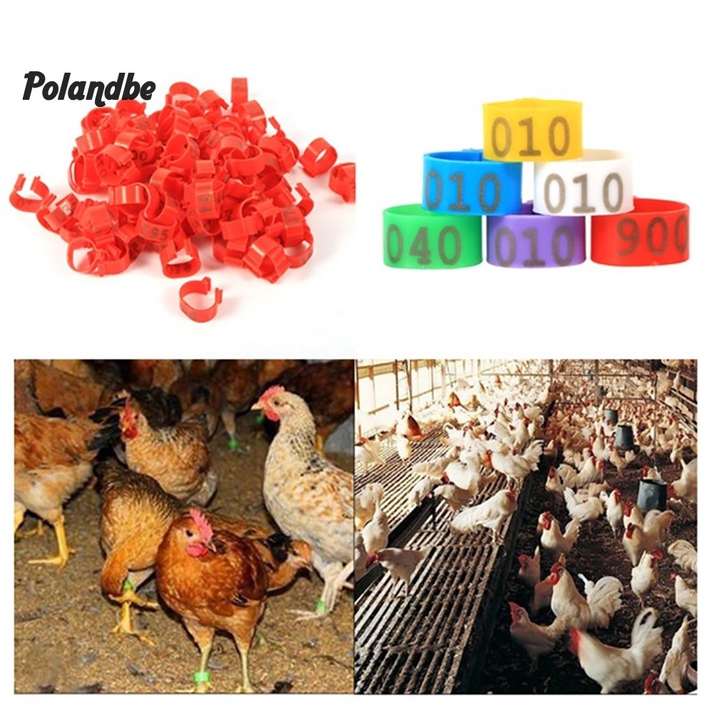 Set 100 vòng nhẫn đeo chân vịt gà nhiều màu đánh dấu số 001-100 tiện dụng