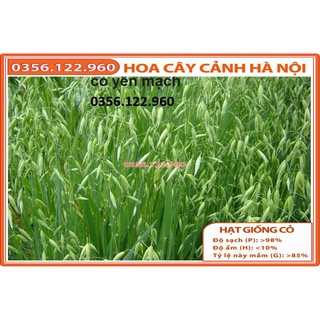 1kg Hạt giống cỏ yến mạch chịu lạnh , chịu sương muối trồng trong chăn nuôi