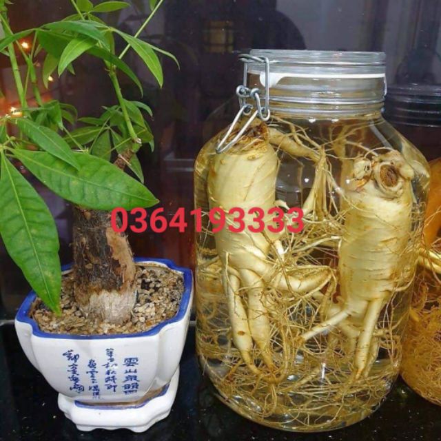 Hũ thủy tinh nắp cài 3 Lít - Bình thủy tinh nắp gài