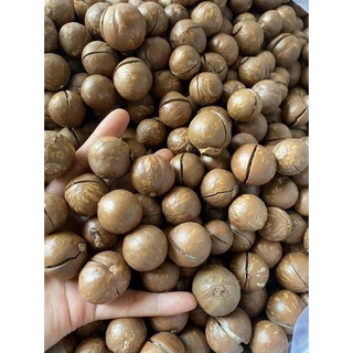 Hạt Macca nứt vỏ ĐắkLắk (kèm dụng cụ tách vỏ)