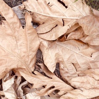 LÁ SA KÊ TỰ NHIÊN