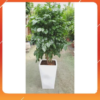 [BÁN CHẠY] CÂY HẠNH PHÚC, CÂY MANG ĐẾN SỰ ĐẦM ẤM, HẠNH PHÚC CHO GIA CHỦ