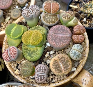 sen mông ( sen lithop)