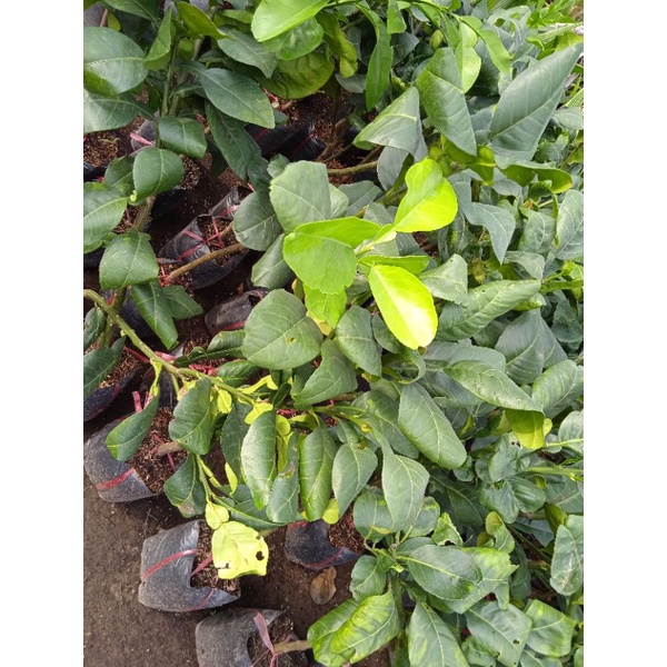 Cây bưởi da xanh