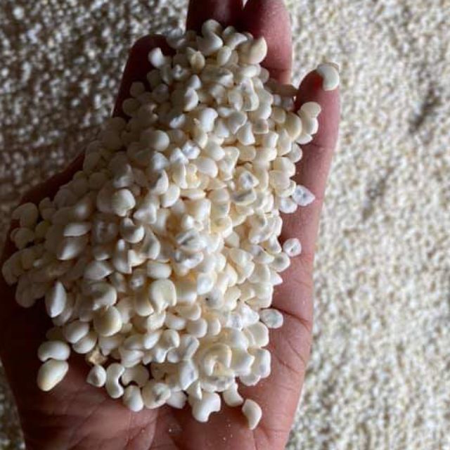 [Siêu rẻ] 2kg bắp nếp trắng Phơi khô/ NGÔ BẮP TRẮNG (NẾP) DÙNG NẤU XÔI HAY LÀM BẮP HẦM