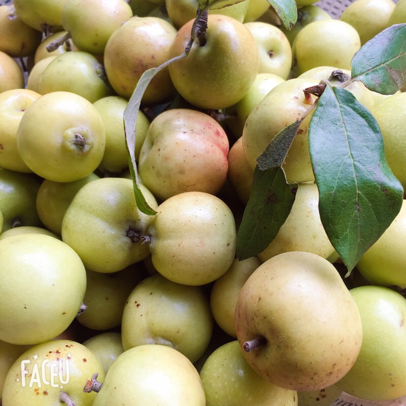 TÁO MÈO BẮC YÊN