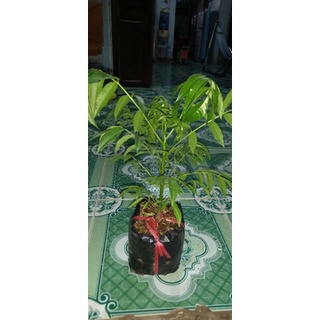 Cây giống cóc thái bịch nhỏ