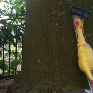 Gà bóp kêu Shrilling chicken 41cm