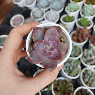 Sen đá dĩa hồng