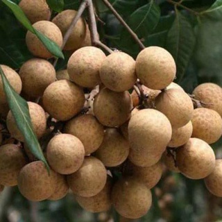 Long nhãn sấy khô 500g Hưng Yên