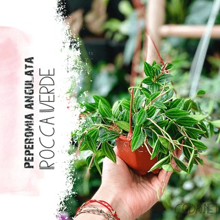Cây Peperomia angulata Rocca Verde (Cây Bình An Rocca Verde) (chậu nhựa treo nâu)
