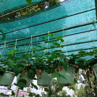 Cây lồng đèn (cây ưa râm mát)