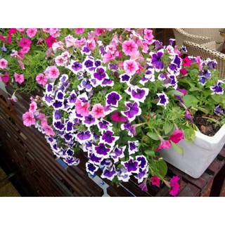 HẠT GIỐNG HOA DẠ YẾN THẢO - Rau củ quả trồng tại vườn, sân thượng, nông trang, ban công