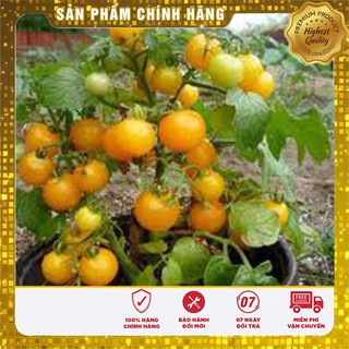 Hạt giống Cà chua bi cao cây quả tròn vàng