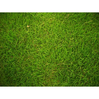 Hạt Giống Cỏ Nhung Nhật gói 100g- hạt cỏ trồng sân vườn