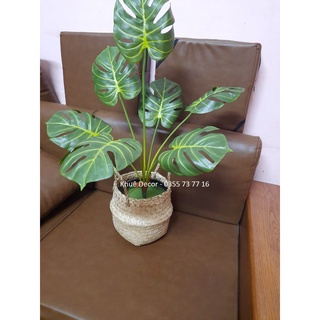 Cây giả - cây trầu bà cao 75cm