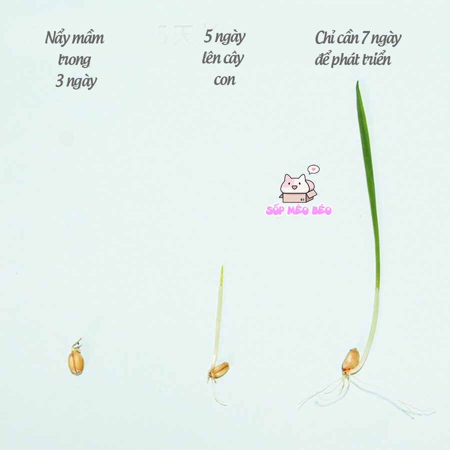 Túi Hạt Cỏ Mèo trồng ngay không cần đất hãng DADA XIONG, 7 ngày là Mèo ăn được,tiêu búi lông cực tốt
