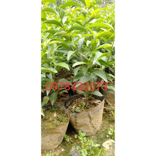 Hoa Nhài Nhật cây giống