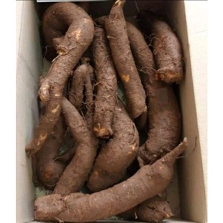 Củ Gai tươi, dưỡng thai, an thai ( 1 ký)