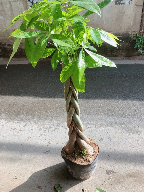 Kim Ngân Thắt Bính Gốc Lớn