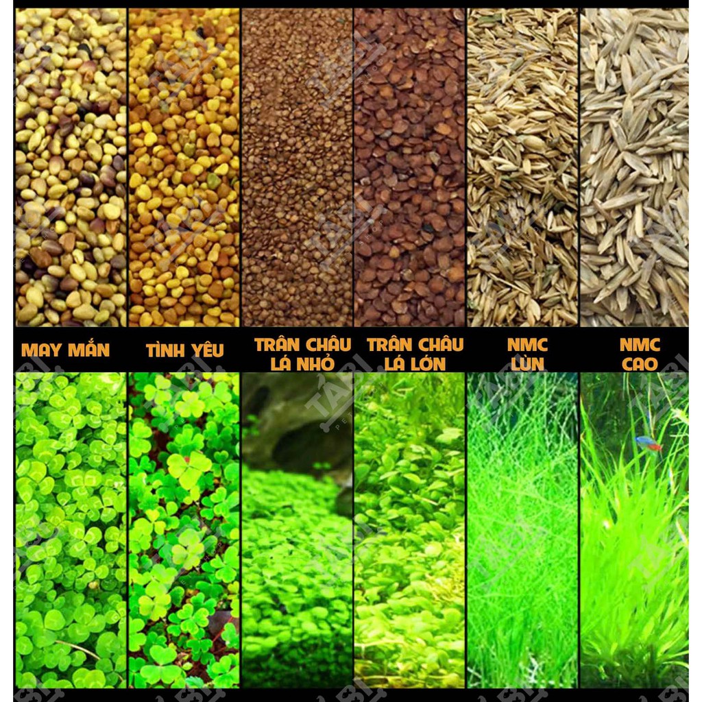 Hạt giống thủy sinh cho hồ cá - Hạt giống trân châu, có trái tim, cỏ may mắn, ngưu mao chiên 10G/ Túi