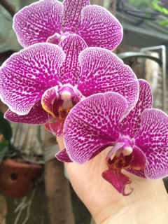 Lan hồ điệp giống( compo 5 cây)