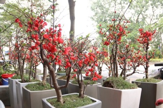 Hạt giống hoa Mai đỏ