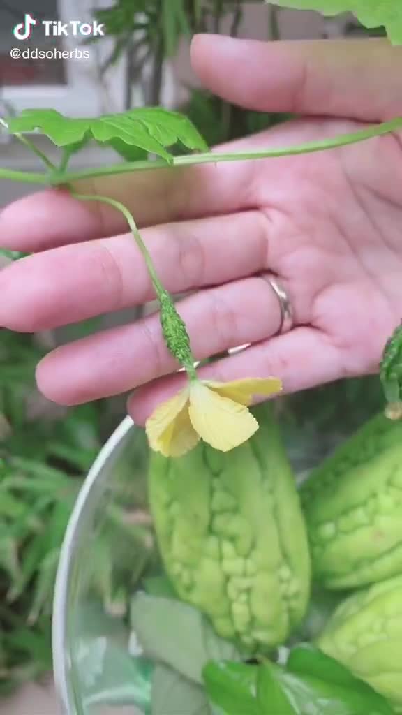 Cao Khổ Qua Dành Cho Da Mụn soHERBs 10ml | BigBuy360 - bigbuy360.vn