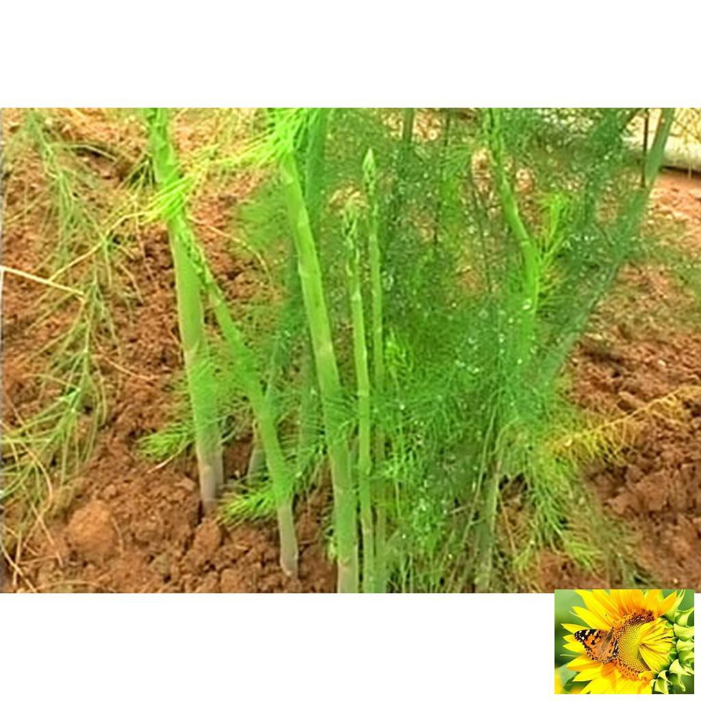 100 Hạt giống Măng tây xanh