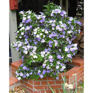 Hoa nhài nhật/ hoa lài nhật/hoa nhài / hoa lài chuyển màu, mùi thơm rất dễ chịu phù hợp trang trí sân vườn, ban công