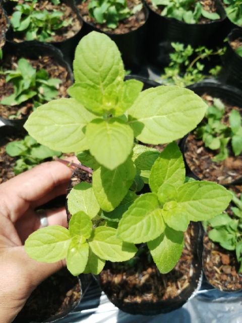 Bạc hà âu, bh pháp 8x8