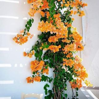 Giấy Thái leo tường