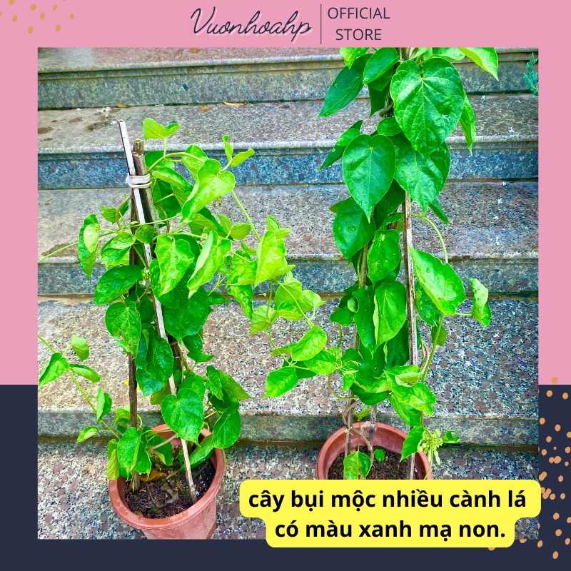 Cây hoa thiên lý leo hoa vàng nấu canh, cây leo 60cm