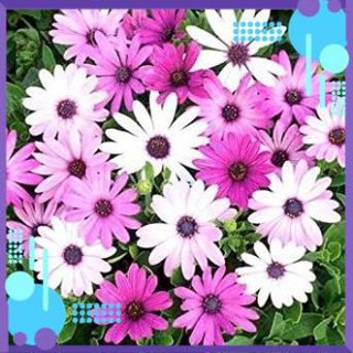 🌺🌸 HẠT GIỐNG HOA CÚC CHÂU PHI 🌸🌺 .
