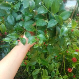 Cây 🌲 Lan Son Môi chậu treo