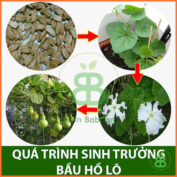 Hạt Giống Bầu Hồ Lô F1 Dễ Trồng, Năng Suất Cao